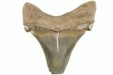 Serrated Angustidens Tooth - Megalodon Ancestor #202390-1